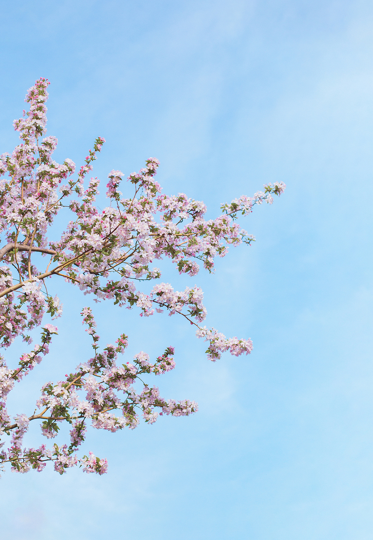 海棠we_七芯海棠_七芯海棠miss