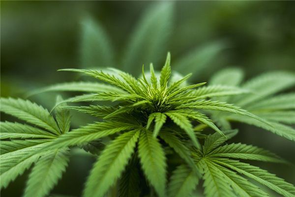 做梦下载软件_梦见之药 下载_梦见app下载