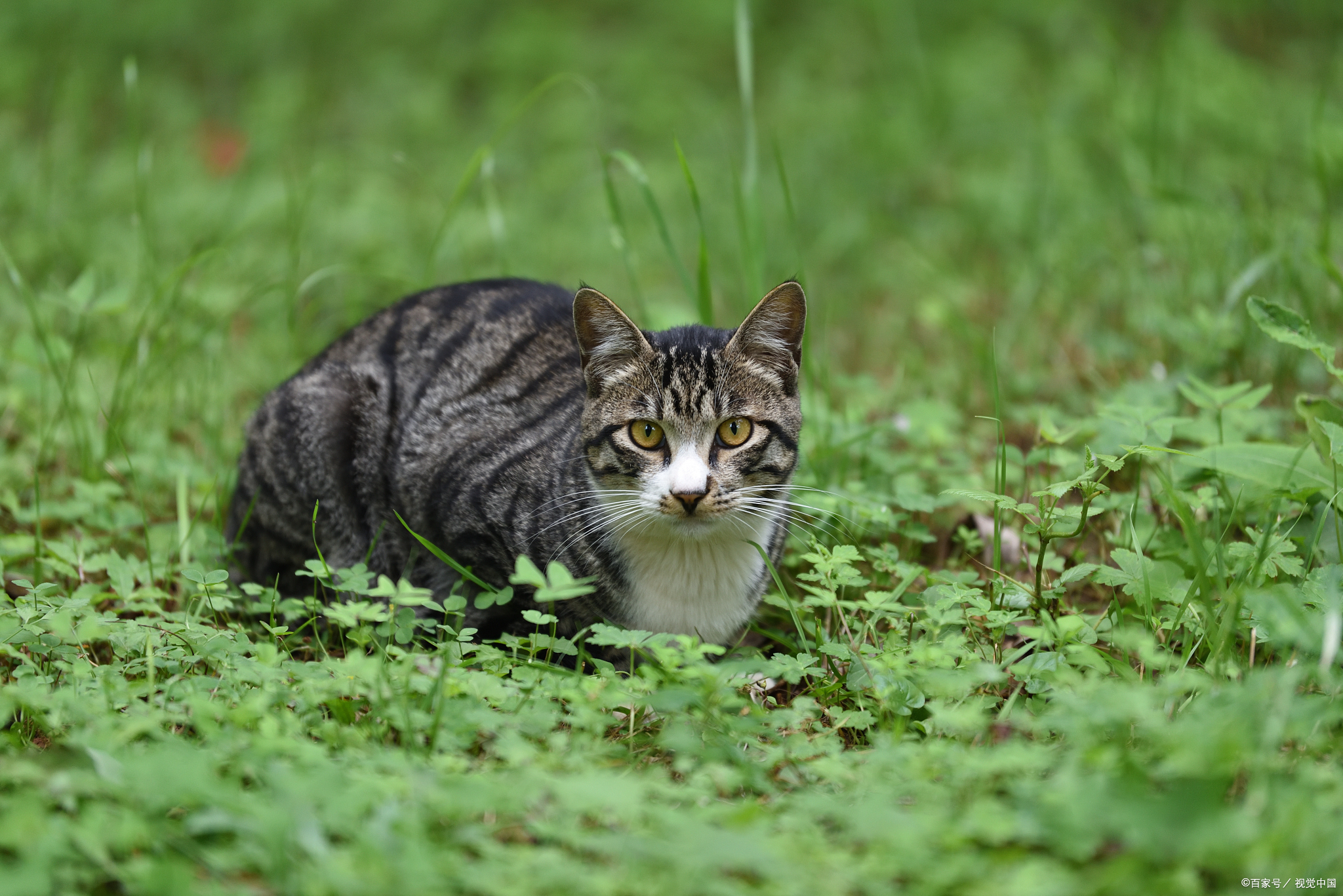 躲猫猫大作战10.1.2_躲猫猫的大作战_躲猫猫大作战小游戏
