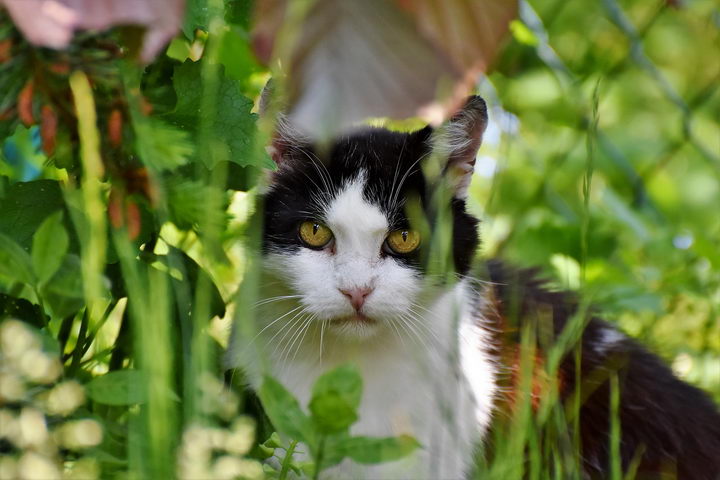 躲猫猫大作战10.1.2_躲猫猫大作战小游戏_躲猫猫的大作战