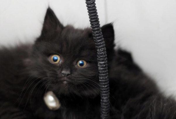 除魔小黑猫卖的东西是真的吗_北京漫展有什么东西卖_卖二手东西的网站好