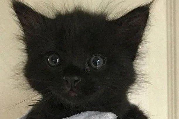 北京漫展有什么东西卖_卖二手东西的网站好_除魔小黑猫卖的东西是真的吗