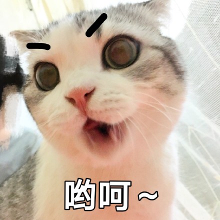 捉猫描述是免费的吗_捉猫描述软件免费下载_捉猫的图片
