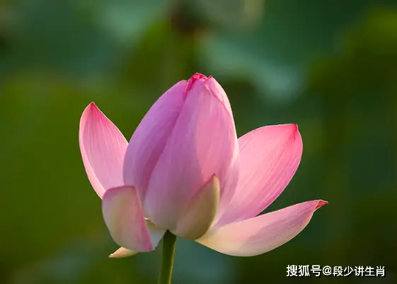 露露ad怎么出装_ad露露s7_露露ad符文天赋