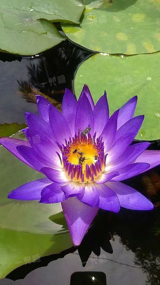 潘达利亚水灵_潘达利亚水黾_潘达利亚泥水任务