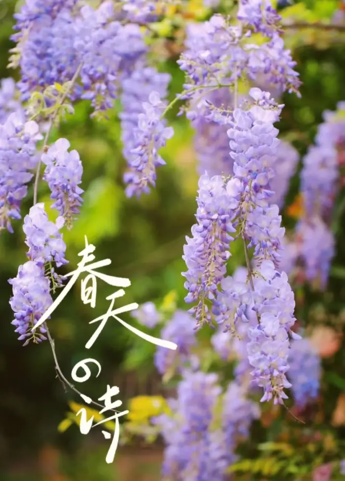 潘达利亚水灵_潘达利亚泥水任务_潘达利亚水黾