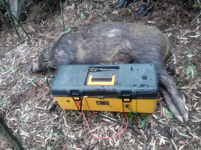 野猪怎么捕捉_野猪怎么捕捉_野猪怎么捕捉