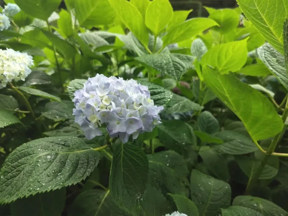 梦幻进阶宝宝花费_梦幻宝宝进阶最少成本_梦幻宝宝进阶省钱