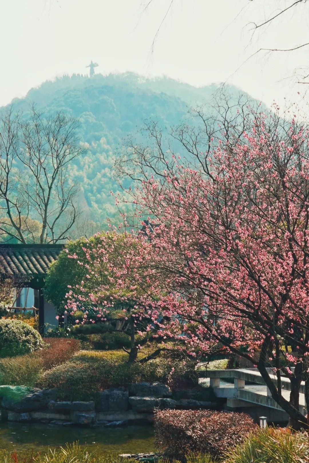 cs画梅_梅画法_梅画图