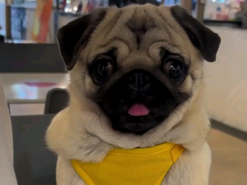 我的爱犬_拉萨爱犬宠物医院_爱犬意外离世是替主人挡灾吗