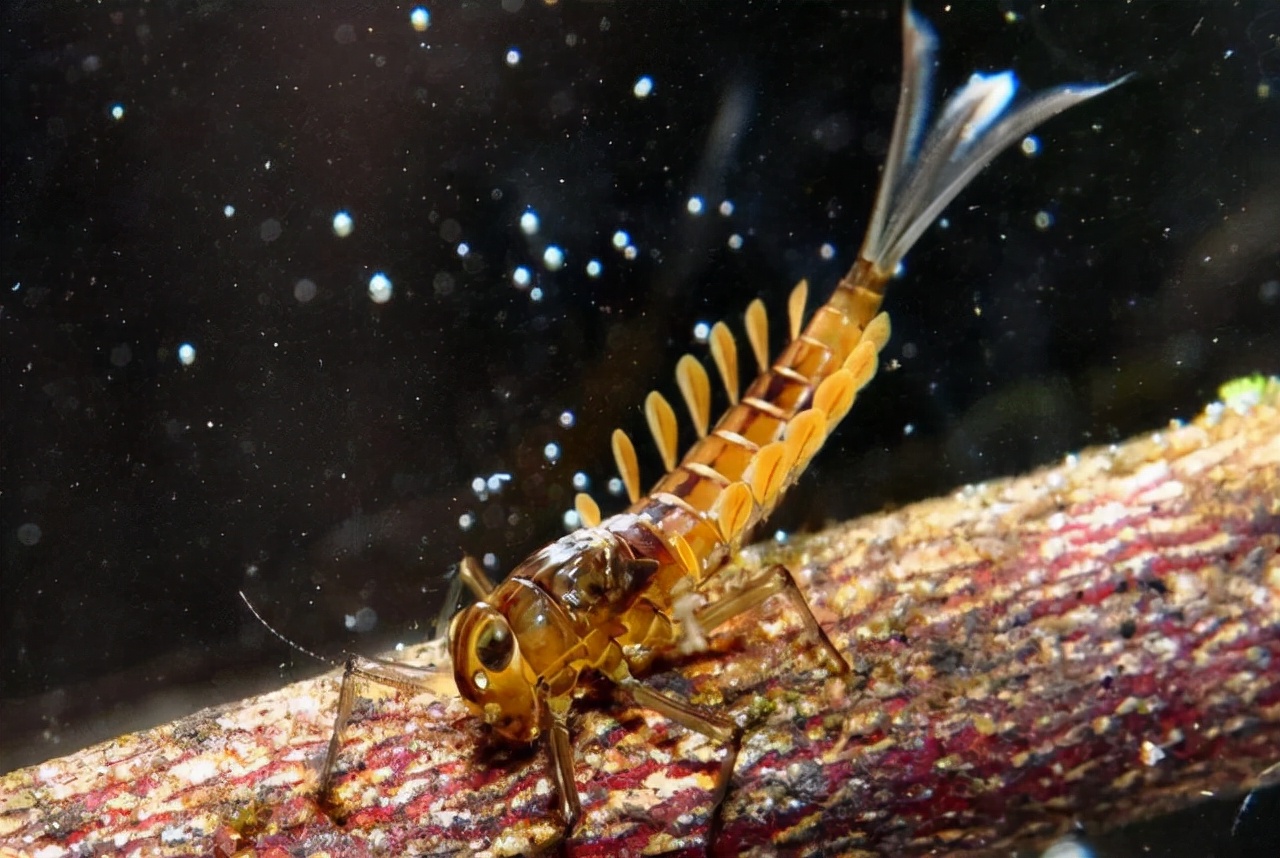 为什么虫子变态后只能活几天_变态昆虫是什么意思_完全变态的昆虫会蜕皮吗