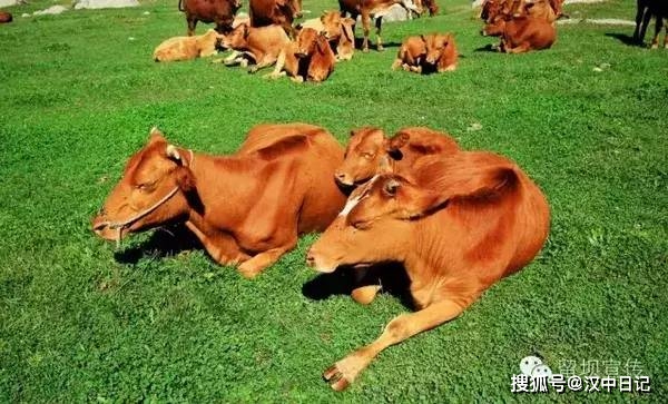牧场养什么赚钱_牧场养殖攻略_牧场养什么最划算
