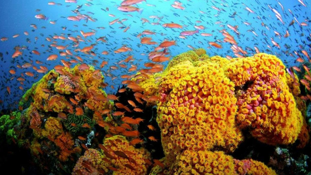金子在海里会腐蚀吗_海里的黄金能找到吗_海里面有金子吗