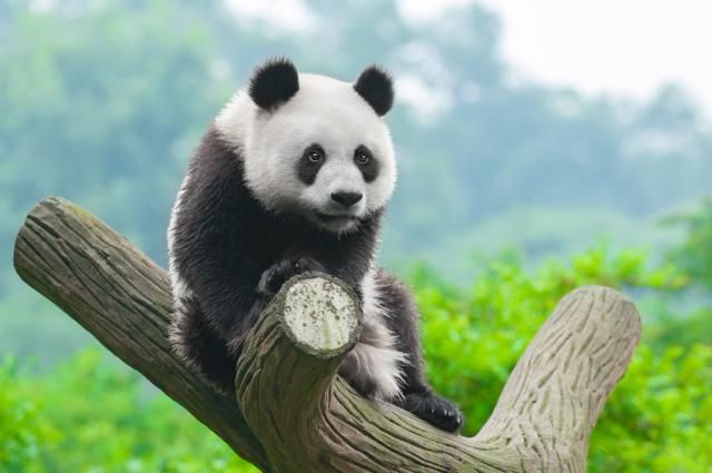 稀有是极限用词吗_稀有是极限词吗_极限词有哪些