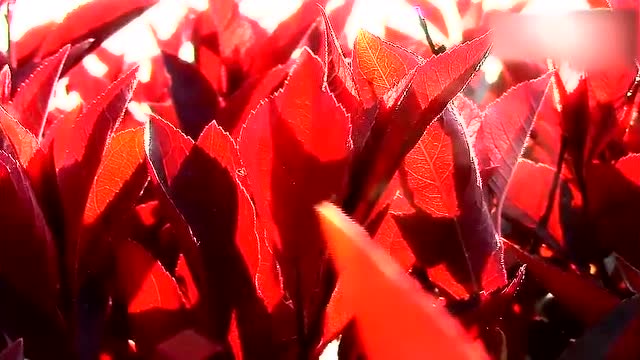 鸟之诗动画_鸟之诗视频_鸟之诗是哪部动画的主题曲
