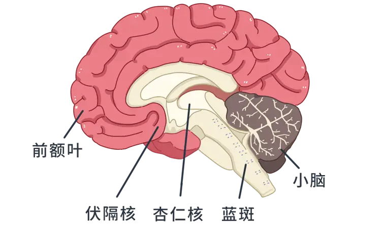 大脑 小脑_大脑小脑的主要功能_大脑小脑脑干的结构图