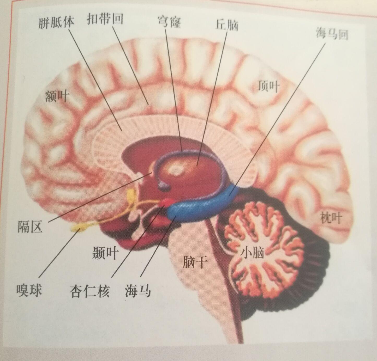 大脑小脑的主要功能_大脑小脑脑干的结构图_大脑 小脑