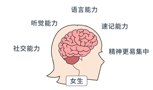 大脑 小脑_大脑小脑脑干的结构图_大脑小脑的主要功能