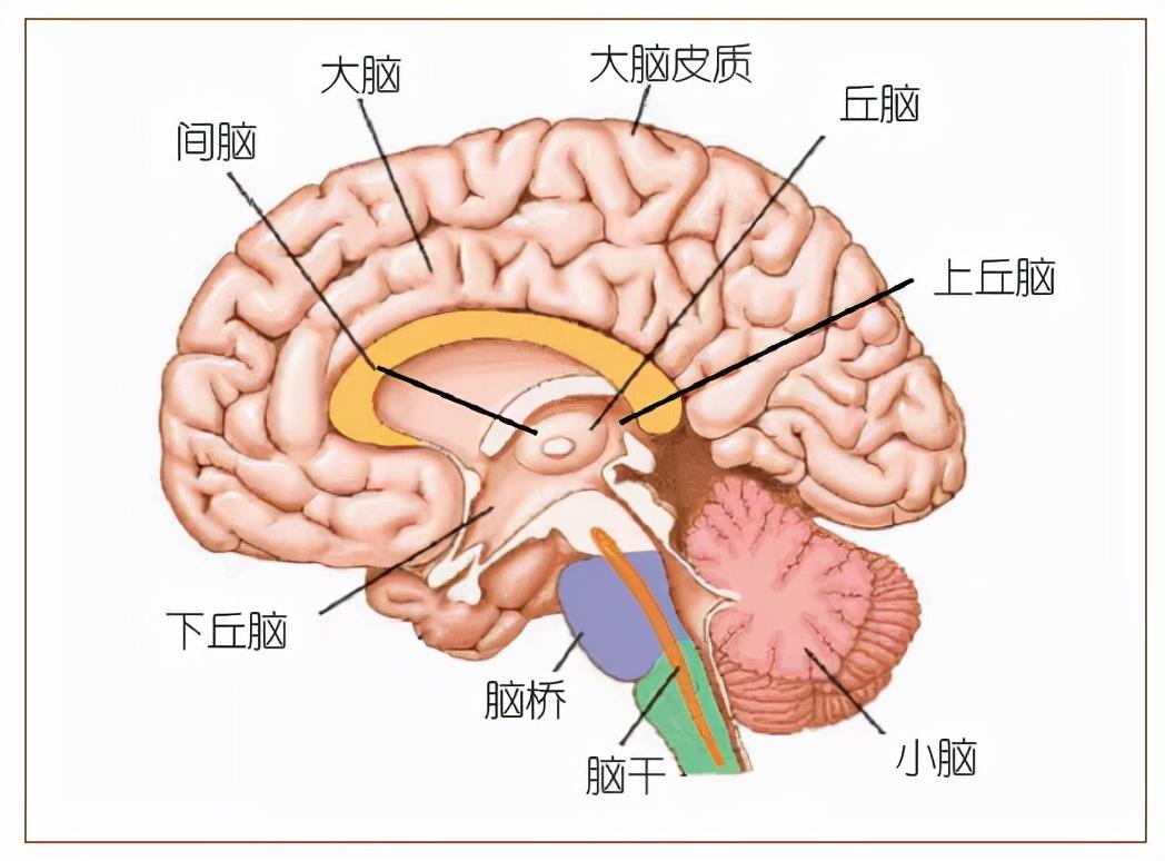 大脑小脑脑干的结构图_大脑小脑的主要功能_大脑 小脑