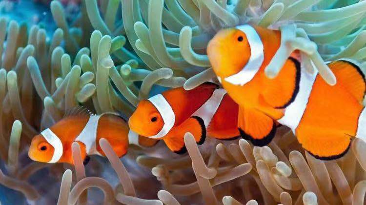 彩虹岛收费地图水族馆_彩虹岛怎么去水族_彩虹岛水族馆怎么走