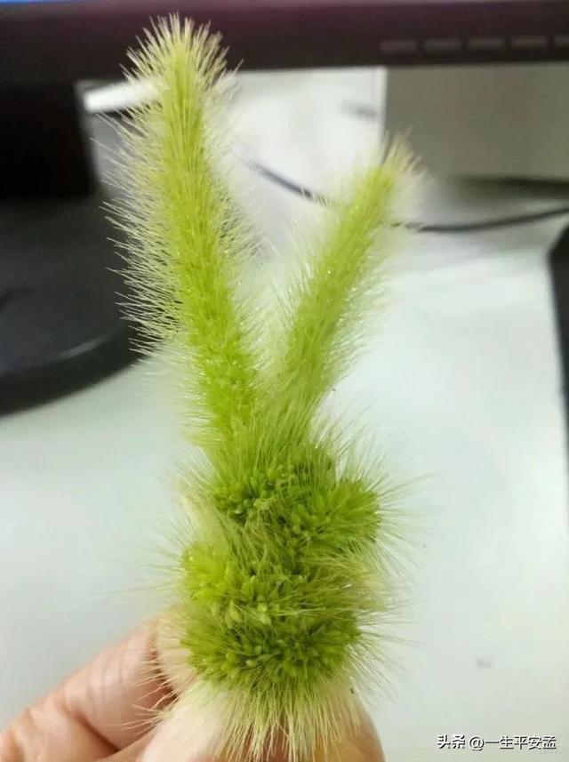 完美世界天下无双_天下无缺技能加点_天下无缺完美加点
