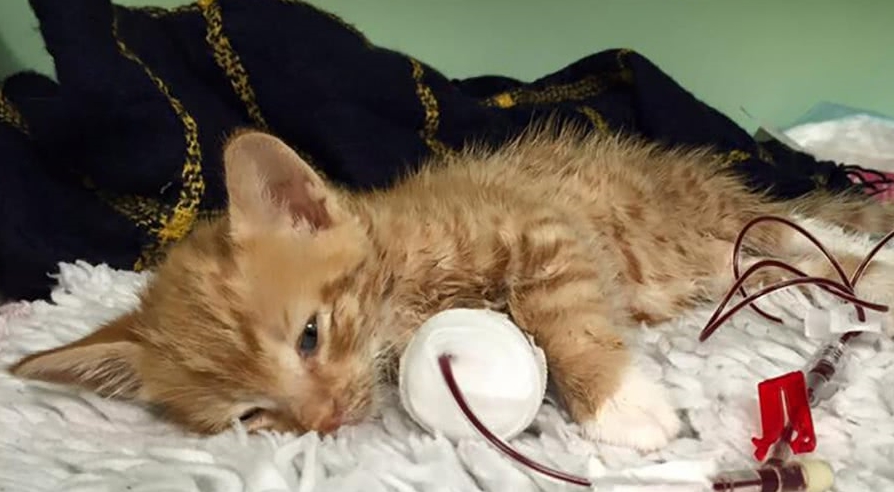 猫咪很瘦怎么办_很瘦的小猫怎么养_猫瘦能做绝育吗