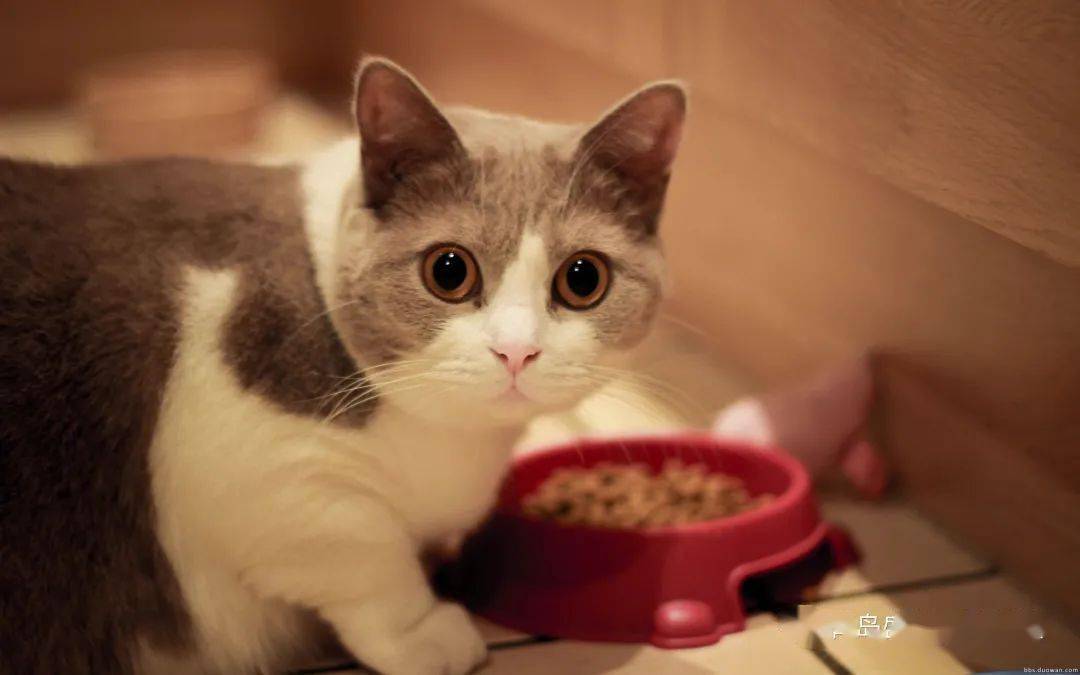 很瘦的小猫怎么养_猫咪很瘦怎么办_猫瘦能做绝育吗