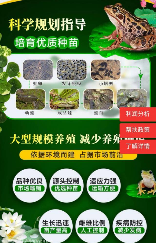 青蛙养殖一亩要多少钱_青蛙养殖一亩要多少钱_青蛙养殖一亩要多少钱