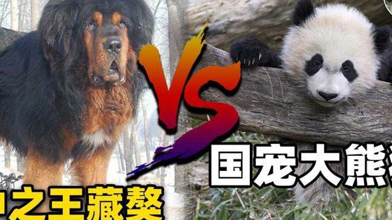 熊猫饲养员遭撕咬大肚子视频_熊猫饲养员受伤_饲养员遭大熊猫撕咬