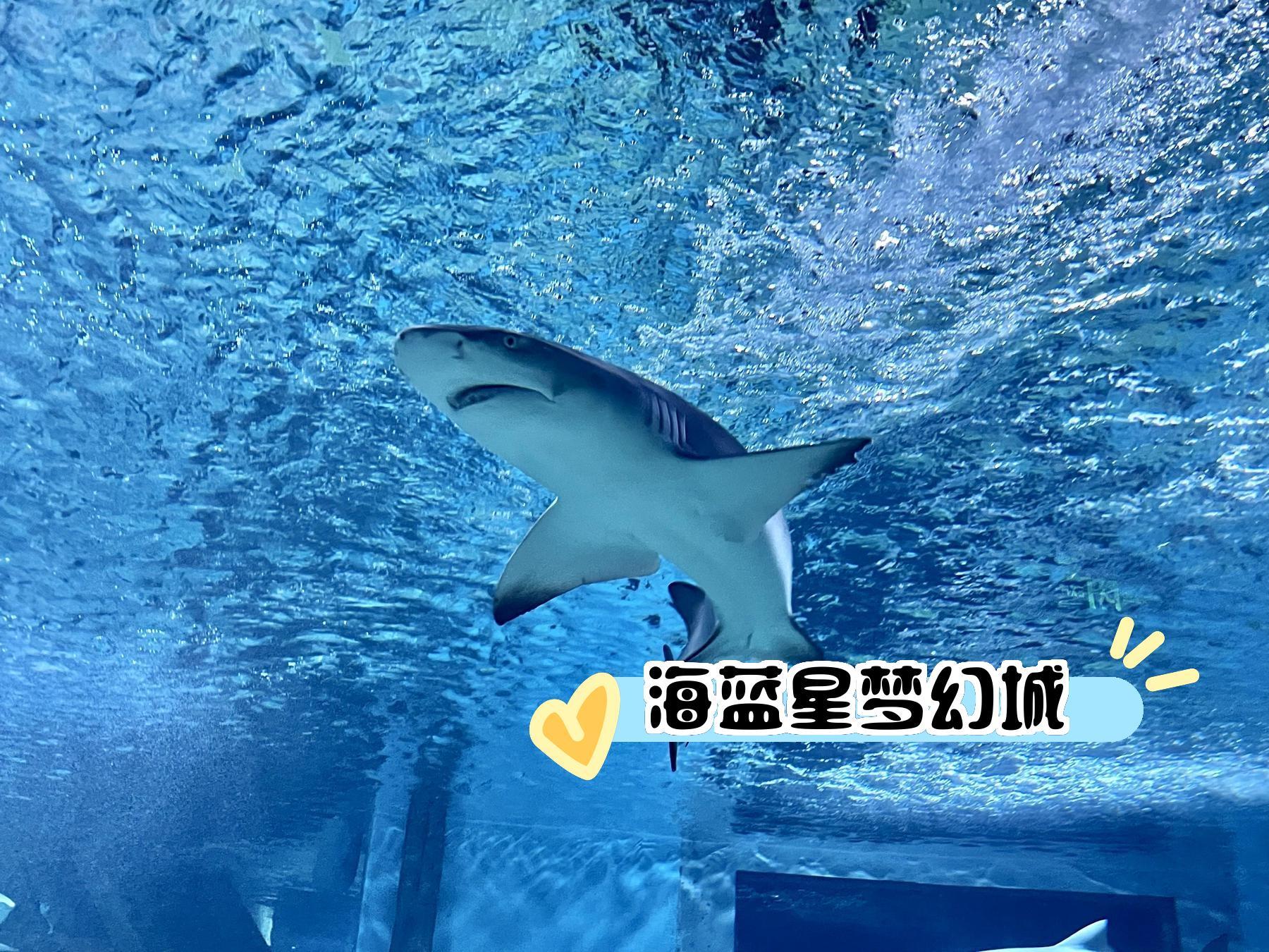 神奇动物园下载安装_神奇动物园免费下载_神奇动物园下载