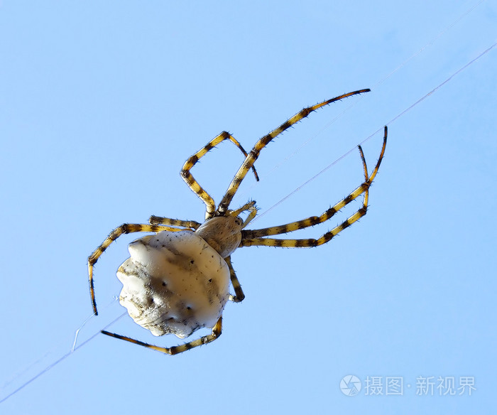 蜘蛛从人身上爬过_蜘蛛在人身上爬了是什么兆头_蜘蛛会爬到人身上吗
