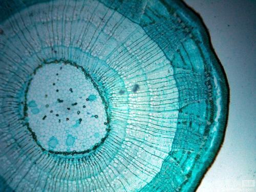 双子叶植物次生结构_双子叶植物次生结构组成_双子叶植物次生结构