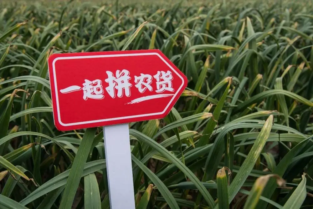 拼多多前期怎么做能起来销量_拼多多销量上去了是不是有生意_拼多多前期销量怎么来的