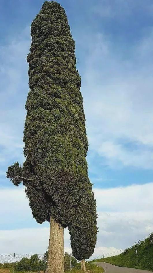怎样获得狂蟒之吻-体验狂蟒之吻，心跳加速的冒险！需胆量、耐心与技巧